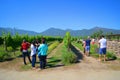 Wine farm, Chile Royalty Free Stock Photo