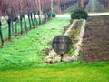 A wine farm in Chile