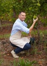 Wine farm, grapes and portrait of a man winemaker picking a product for the production of alcohol. Happy, smile and male