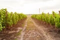 Wine farm and vineyard in rural landscape, Moldova. Shrubs grapes Royalty Free Stock Photo