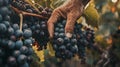 Wine farmer hands picking grapes from vineyard