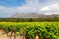 The Wine Farms in cape town , south africa