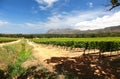 The Wine Farms in cape town , south africa