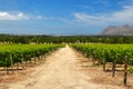 The Wine Farms in cape town , south africa