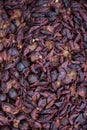Wine fermentation close up. Grape skins and solids. Royalty Free Stock Photo