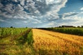 Wine field