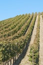 Wine Field