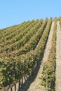 Wine Field Royalty Free Stock Photo