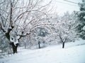 Wine field in Baix Penedes Tarragona covered by snow