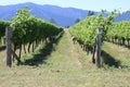 Wine field in Blenheim, New Zealand Royalty Free Stock Photo