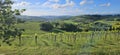 Wine field in Spring - San Bartolo, Pesaro Italy Royalty Free Stock Photo