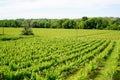 Wine fields of Bordeaux french vine in saint ÃÂ©milion
