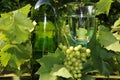 Wine glas and bottle Royalty Free Stock Photo