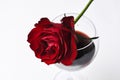 Wine glass and beautiful red rose  on white background.Copy space Royalty Free Stock Photo