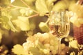 Wine glass and grapes of vine Royalty Free Stock Photo
