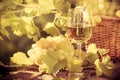 Wine glass and grapes of vine Royalty Free Stock Photo