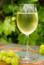 Wine glass with ice cold white wine, outdoor terrace, wine tasting in sunny day, green vineyard garden background. Royalty Free Stock Photo