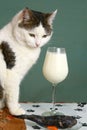 Wine glass of milk raw fish and cat close up Royalty Free Stock Photo