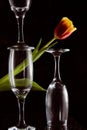 Wine glasses with a red tulip. Dark background. Silhouette photo