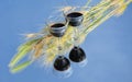 Wine glasses, wheat and sky