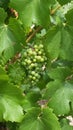 Wine grape bunch Royalty Free Stock Photo