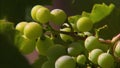 Wine Grape Bunch | Codorniu Winery, Spain
