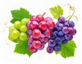 Wine Grape Clusters with Leaves & Sprouts Decorative Vineyard Fruit Isolated on Whit generative ai Royalty Free Stock Photo