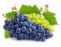 Wine Grape Clusters with Leaves & Sprouts Decorative Vineyard Fruit Isolated on Whit generative ai Royalty Free Stock Photo