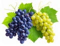 Wine Grape Clusters with Leaves & Sprouts Decorative Vineyard Fruit Isolated on Whit generative ai Royalty Free Stock Photo