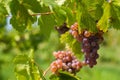 Wine grape frankovka bratislava raca Royalty Free Stock Photo