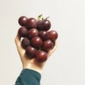 Wine grape fruit picking from vineyard ready to eat on asian woman hand