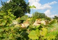 Wine grape, grapevine plant suffers from yellow spots on leaves, powdery mildew, downy mildew, serious fungal disease and needs