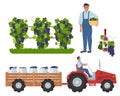 Wine grape harvesting, flat vector illustration. Vineyard, farmer with basket, tractor transporting grapes to the winery