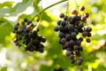 Wine grape variety, ripe berries on a bush