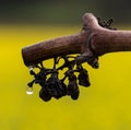 Closeup of dried wine grapes on a vine stem and a dew drop. Royalty Free Stock Photo