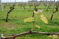 Wine grape vines budding in Western Australia Royalty Free Stock Photo