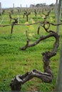 Wine grape vines budding in Western Australia Royalty Free Stock Photo