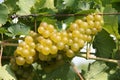 Wine Grapes