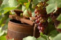 Wine grapes Royalty Free Stock Photo