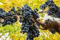 Wine Grapes Royalty Free Stock Photo
