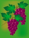 Wine grapes