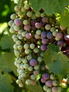 Wine Grapes