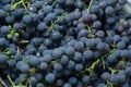 Wine grapes