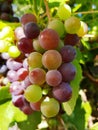 Wine grapes on branch in sunlight. Grape closeup on a sunny day.