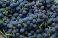 Wine grapes in bucket