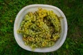 Wine grapes in a bucket, green and white bunch of grapes at harvest time in Tuscany, vivid green grass background Royalty Free Stock Photo