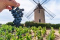 Wine grapes cluster in man hand close up. Vineyard and windmill are at the background. Romaneche-Thorins, France Royalty Free Stock Photo