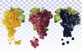 Wine grapes. Collection with three grapes red, dark blue, white. Table grapes. Icon set grapes. 3D realistic fresh Royalty Free Stock Photo