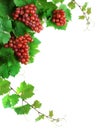 Wine grapes decoration Royalty Free Stock Photo