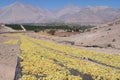 Wine grapes are dried in the sun